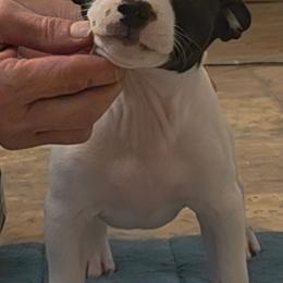Madeline - Black and white female Rat Terrier puppy in Conroe, Texas from Poem's Haven Rat Terriers..AKA Mysthaven Rat Terriers