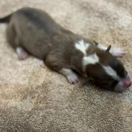 Sparky - White and fawn male Pembroke Welsh Corgi puppy in Nortonville, Kansas from Low Riders Corgis & Mini Aussies