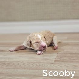 Scooby - Apricot male Goldendoodle puppy in Guthrie, Oklahoma from Edmond Doodles, LLC