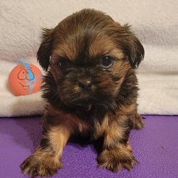 Phantom - Red male Shih Tzu puppy in Parma, Ohio from D's DeVine Shih-Tzu
