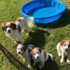 Nederlandse Kooikerhondje Puppies from Danube Kooikerhondjes