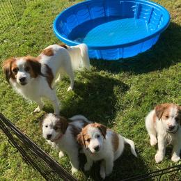 Nederlandse Kooikerhondje Puppies from Danube Kooikerhondjes