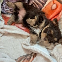 Little Girl Lavender - Liver female Yorkshire Terrier puppy in Hot Springs, Arkansas from Loving Laps (Yorkies raised right )