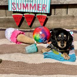 Dachshund Puppies from M.H.P Dachshunds