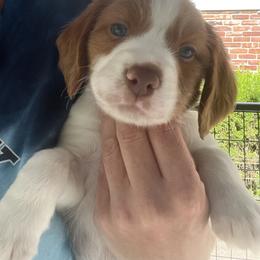 Jelly Roll - White and orange female Brittany puppy in Downers Grove, Illinois from Attitude Brittanys
