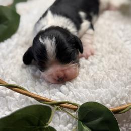 Elsa - Tri-color female Cavalier King Charles Spaniel puppy in Texarkana, Arkansas from Miller's Cavaliers