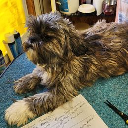 Wynonia - Shih Tzu