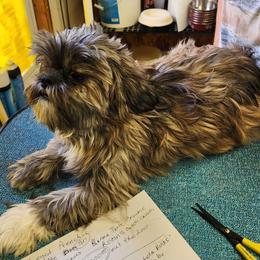 Wynonia - Shih Tzu