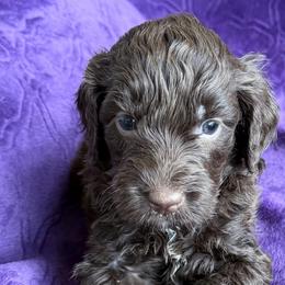 Truffle - Chocolate female Australian Labradoodle puppy in Bells, Texas from Sandcastle Labradoodles