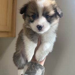 Char - White and red male Pembroke Welsh Corgi puppy in Red Bluff, California from Wilder Ranch Corgis