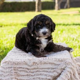 Tilly - Black female Sheepadoodle puppy in Los Angeles, California from Exquisite Doodles