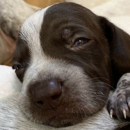 German Shorthaired Pointers from Clapboard Creek Farm