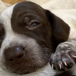 German Shorthaired Pointers from Clapboard Creek Farm
