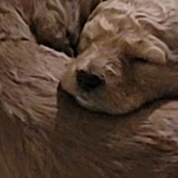 Girl 2 - Goldendoodle puppy in Atlanta, Georgia from Bowman Puppies of the House Doodle