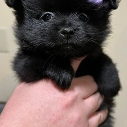 Pomeranian Puppies from Crosby Pom Squad