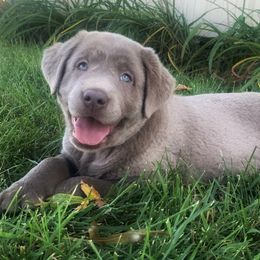Labrador Retriever Puppies from Junction Labradors