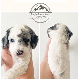 Goldendoodle Puppies from Eagle Mountain Doodles
