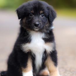 Sleepy - Black tri-color male Australian Shepherd puppy in Georgetown, Texas from River Reign Australian Shepherds