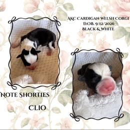 Clio - Black and white female Cardigan Welsh Corgi puppy in Casper, Wyoming from Flying Note Shorties