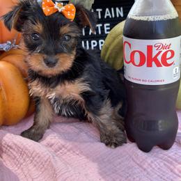 Tiny Girl 3 - Black and gold female Yorkshire Terrier puppy in Charleston, West Virginia from Mountain State Puppies