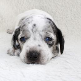 Bolt (blue eyes) - Dapple male Dachshund puppy in Fairfax, Iowa from Grayson’s Lovable Dachshunds