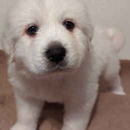 Great Pyrenees Puppies from Duck Creek Poultry Place & Wilson's Waterfowl