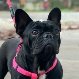 Jinxy - French Bulldog