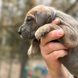 Oona - Brindle female Great Dane puppy in Beulah, Michigan from Northwood Euro Danes and Bassets