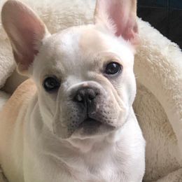 French Bulldogs from Brookman’s French Bulldogs