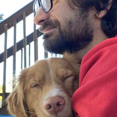 Nova Scotia Duck Tolling Retrievers from Shireway Tollers