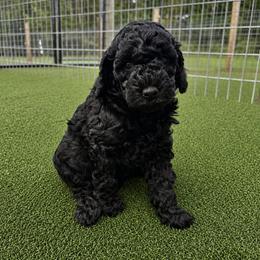 Iggy - Black male Goldendoodle puppy in Gay, Georgia from That’s My Puppy