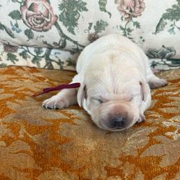 Girl 3- first pick white girl - Yellow female Labrador Retriever puppy in Isanti, Minnesota from Four Corners Family Labs