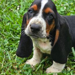 Niv-Mizzet (large teal) - Black brown and white male Basset Hound puppy in West Chester, Ohio from Bed-N-Bassets