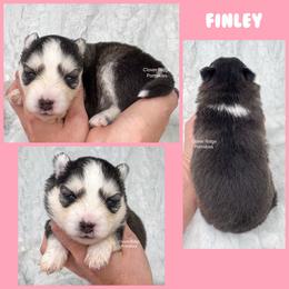 Finley - Black and white female Pomsky puppy in Sheffield, Iowa from Clover Ridge Pomskies