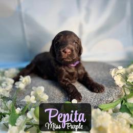 Pepita - Chocolate female Australian Labradoodle puppy in Richmond, Kentucky from Happy Time Doodles
