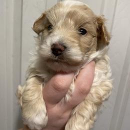 Bolt - Cream male Aussiedoodle puppy in Columbia, Kentucky from Burton's Precious Doodles