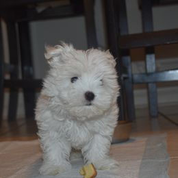 Maltese Puppies from Babes Babies