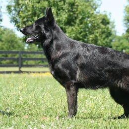 Asche - German Shepherd