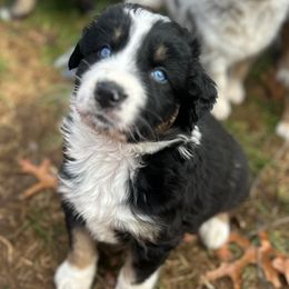 Polaris - Black tri-color male Australian Shepherd puppy in Litchfield, New Hampshire from Aussies Edge Farm