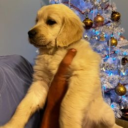 Golden Retriever Puppies from Panhandle PawsNClaws