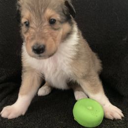 Alice - Sable and white female Collie puppy in Yulee, Florida from Three Collie Farm