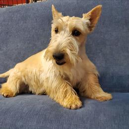 Birdie - Wheaten female Scottish Terrier puppy in Crossville, Tennessee from Cavern Kennels