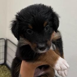 Pink - Black tri-color female Australian Shepherd puppy in Gilbert, Arizona from Saltair Australian Shepherds