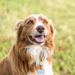 Border Collie Puppies from Cullins Collies