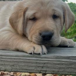 Blue Collar Boy - Yellow male Labrador Retriever puppy in Ozark, Arkansas from Middle Ridge Retrievers
