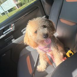 Luna - Poodle