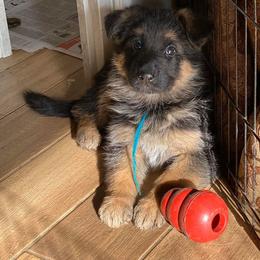 German Shepherd Puppies from Seelenvoll German Shepherds