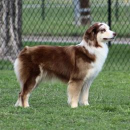 Australian Shepherd puppies from Susan Warnock