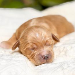 Willie - Red  male Goldendoodle puppy in Queen Creek, Arizona from Goldendoodle AZ