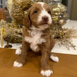 Snowdrop - Red  female Goldendoodle puppy in Jones, Michigan from KaZoo Doodles
